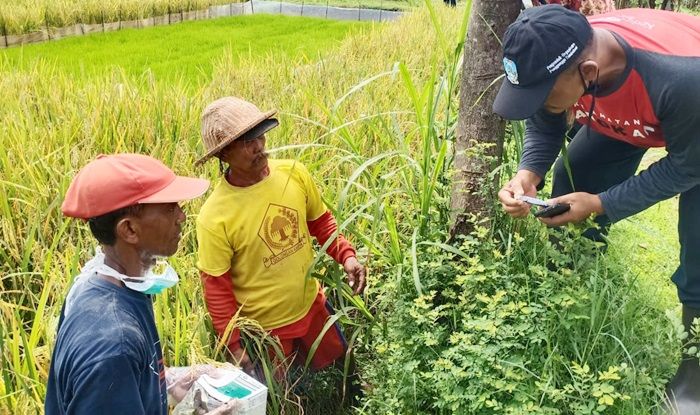 Resahkan Warga Hingga Sebabkan Tanggul Bocor, Puluhan Petani di Tarokan Basmi Tikus