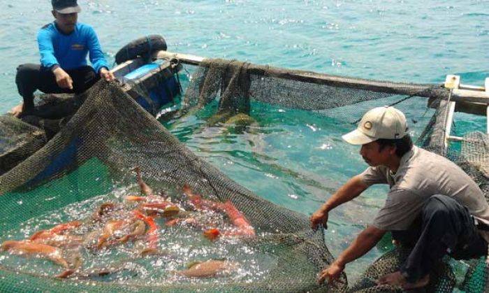 Produksi Ikan di Lamongan Capai Rp 2 Triliun Produksi Ikan di Lamongan Capai Rp 2 Triliun