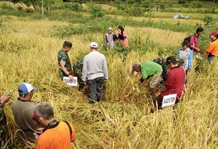 Lahan Kering di Pacitan Hasilkan Berton-ton Gabah Kering Lahan Kering di Pacitan Hasilkan Berton-ton Gabah Kering