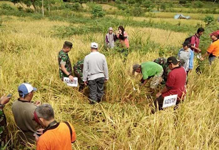 Lahan Kering di Pacitan Hasilkan Berton-ton Gabah Kering