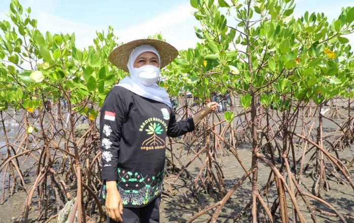 Upaya Wujudkan Net Zero Emission 2060, Hutan Mangrove di Jatim Terluas di Pulau Jawa Upaya Wujudkan Net Zero Emission 2060, Hutan Mangrove di Jatim Terluas di Pulau Jawa