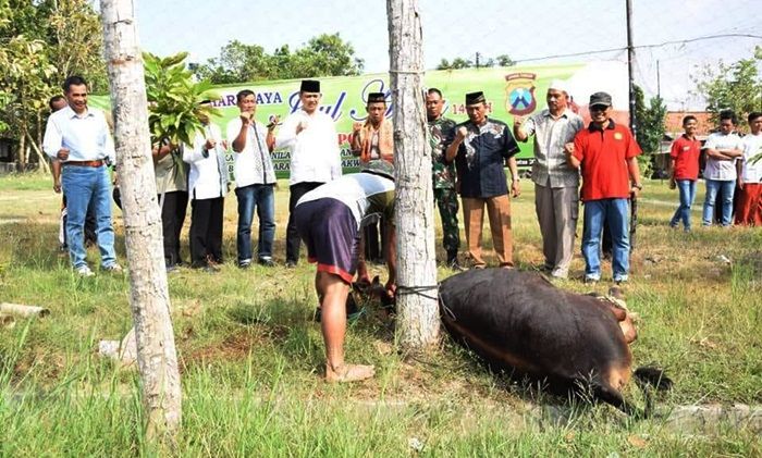 Rayakan Idul Kurban, Polres Pamekasan Sumbang 17 Sapi Rayakan Idul Kurban, Polres Pamekasan Sumbang 17 Sapi