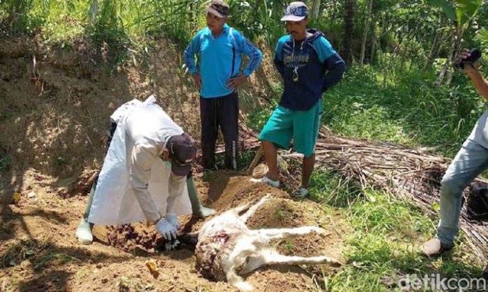 BPBD Pacitan Pastikan Kematian Hewan Ternak Akibat Serangan Anjing Hutan, Bukan Harimau BPBD Pacitan Pastikan Kematian Hewan Ternak Akibat Serangan Anjing Hutan, Bukan Harimau