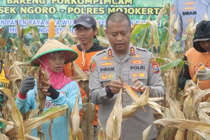 Dukung Ketahanan Pangan, Polres Mojokerto Gelar Panen Raya Jagung Dukung Ketahanan Pangan, Polres Mojokerto Gelar Panen Raya Jagung