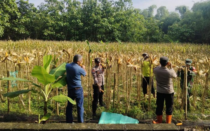 Wujudkan Swasembada Pangan di Ngawi, Polsek Geneng Bersama Tiga Pilar Panen Jagung