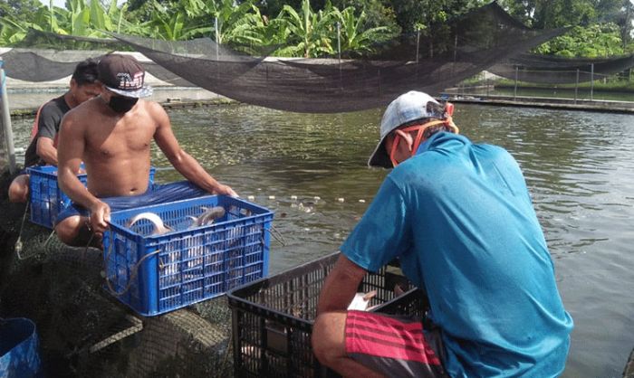 Wabah Pandemi Covid-19 Turut Menyasar para Peternak Ikan di Kabupaten Kediri