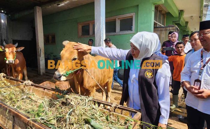Gubernur Khofifah Raih Best Local Government Support For Cattle Practitioners dari IDHSI