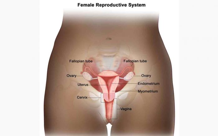 Kanker Endometrium: Pengertian, Penyebab dan Gejalanya Kanker Endometrium: Pengertian, Penyebab dan Gejalanya