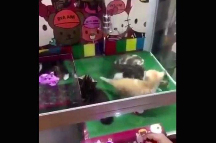 Permainan Mesin Capit ini Gunakan Anak Kucing Hidup sebagai Hadiah