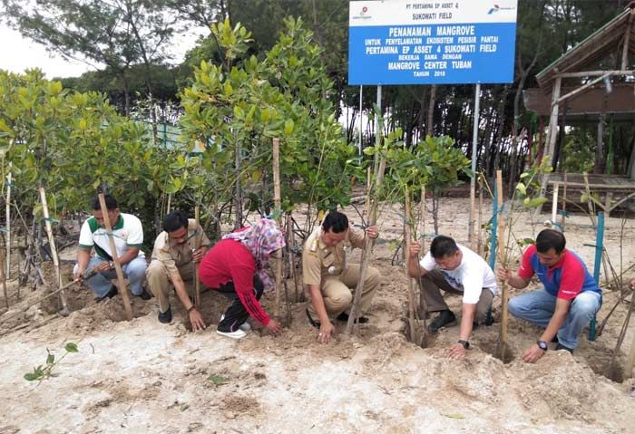 Pertamina EP Tanam 4.000 Pohon Mangrove di Pantai Jenu