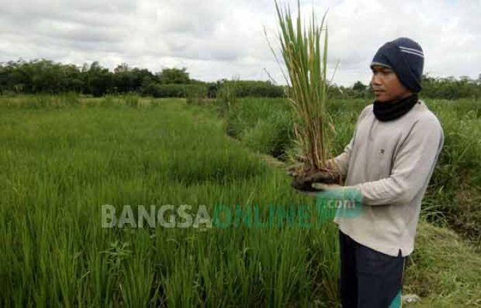Wereng Serang Puluhan Hektar Sawah di Kalipucung Blitar Wereng Serang Puluhan Hektar Sawah di Kalipucung Blitar