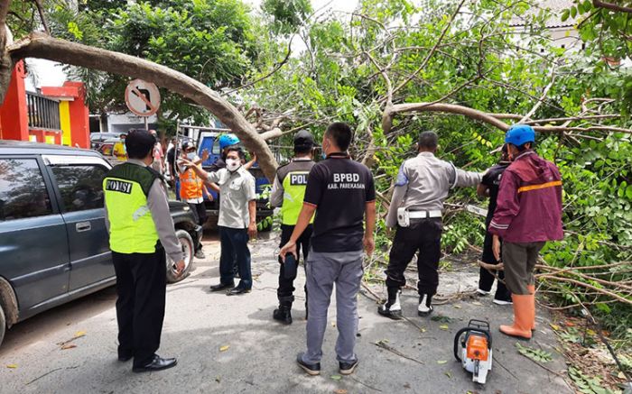 Diterjang Hujan Disertai Angin Kencang, Pohon Besar di Pamekasan Tumbang