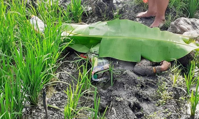Pemasang Jebakan Tikus Beraliran Listrik Akhirnya Diproses Polisi Pemasang Jebakan Tikus Beraliran Listrik Akhirnya Diproses Polisi
