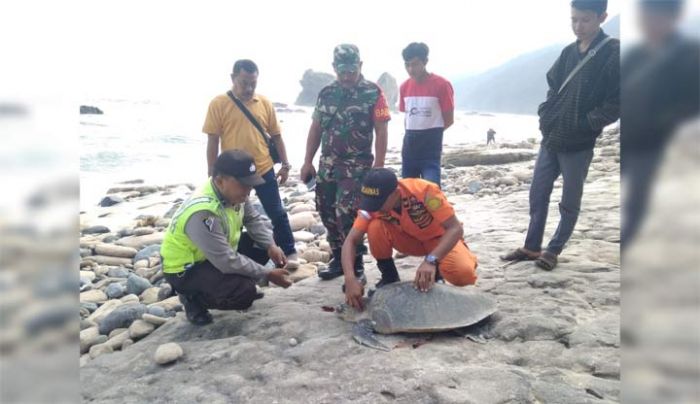 Seekor Penyu Mati Ditemukan Wisatawan di Pantai Papuma Jember Seekor Penyu Mati Ditemukan Wisatawan di Pantai Papuma Jember