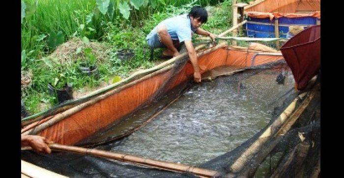 Bondowoso Kembangkan Budidaya Ikan Organik Bondowoso Kembangkan Budidaya Ikan Organik