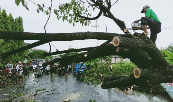 Relawan LPBI NU Tuban Eksekusi Pohon Tumbang di Jalan Kabupaten Relawan LPBI NU Tuban Eksekusi Pohon Tumbang di Jalan Kabupaten