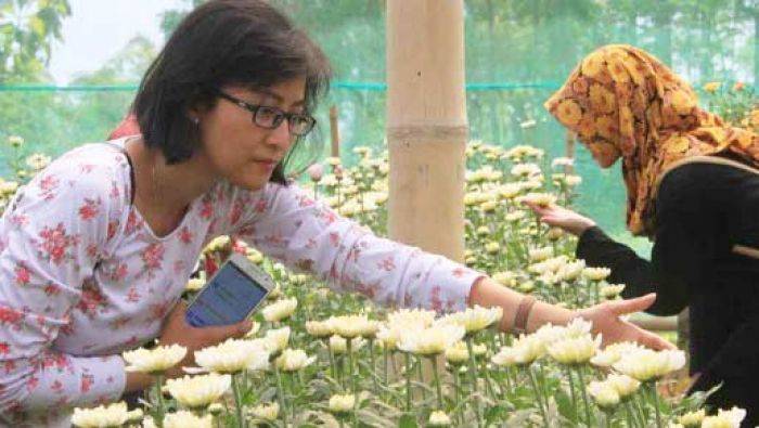 Pengunjung Agrowisata Bunga Krisan di Tulungagung Melonjak 100 Persen Pengunjung Agrowisata Bunga Krisan di Tulungagung Melonjak 100 Persen