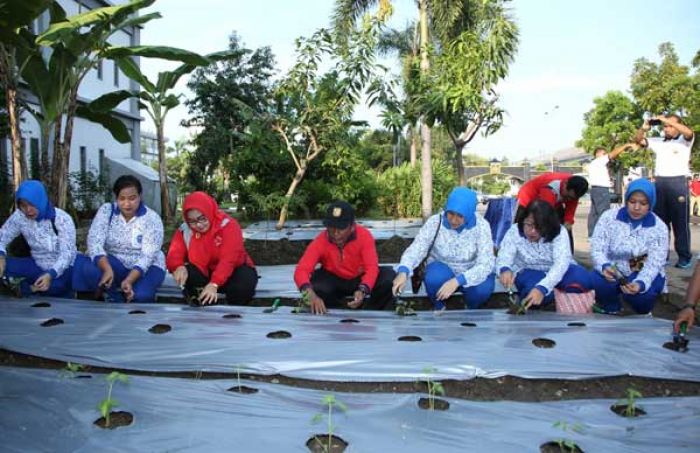 Camat Semampir Tanam Cabai Serentak Bersama Warga Koarmatim