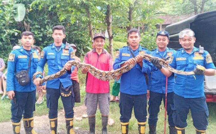 Petugas Damkar Blitar Amankan Ular Sanca dengan Perut Membesar, Diduga Baru Saja Lahap Mangsa Petugas Damkar Blitar Amankan Ular Sanca dengan Perut Membesar, Diduga Baru Saja Lahap Mangsa