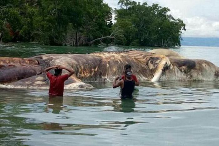 Mahluk Laut Misterius Tewas di Pantai Terpencil Maluku Mahluk Laut Misterius Tewas di Pantai Terpencil Maluku