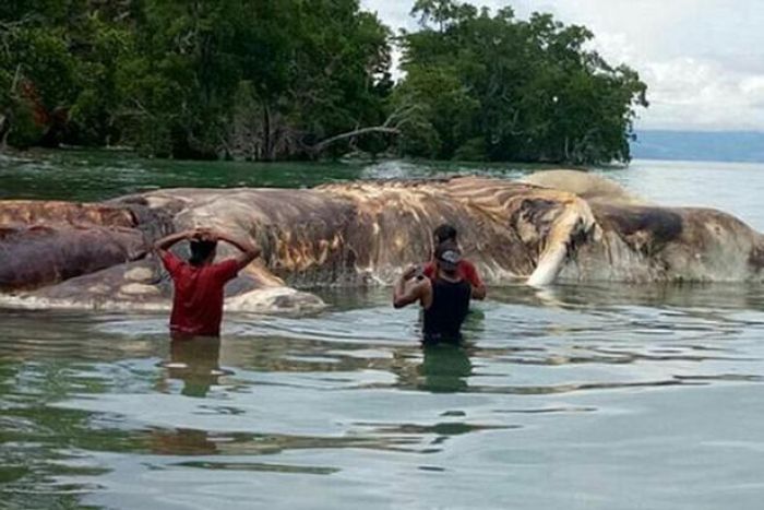 Mahluk Laut Misterius Tewas di Pantai Terpencil Maluku 