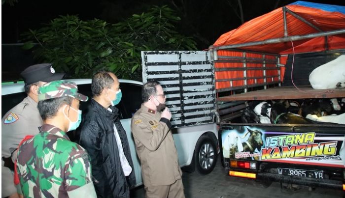 Cegah Binatang Ternak Masuk Bangkalan, Polisi Amankan Dua Pikap Angkut Sapi dan Kambing Cegah Binatang Ternak Masuk Bangkalan, Polisi Amankan Dua Pikap Angkut Sapi dan Kambing