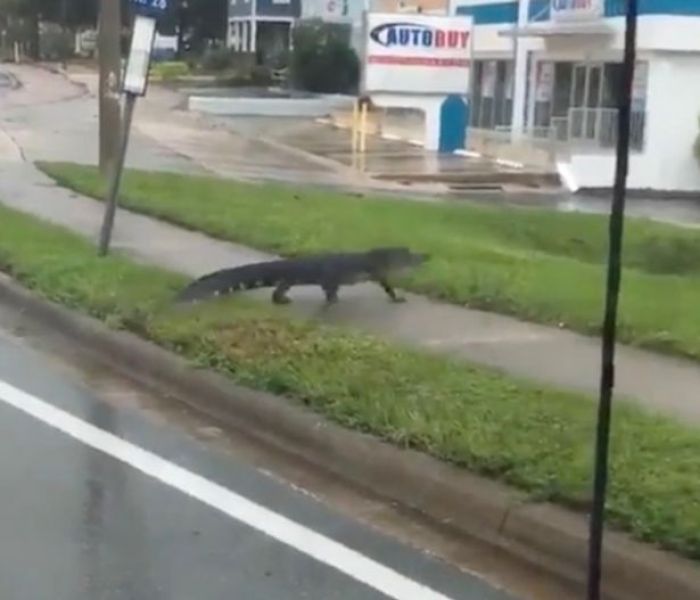 Badai Irma Bawa Buaya sampai ke Kota Badai Irma Bawa Buaya sampai ke Kota