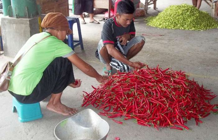 Harga Cabai di Nganjuk Capai Rp 100 Ribu per Kilogram Harga Cabai di Nganjuk Capai Rp 100 Ribu per Kilogram