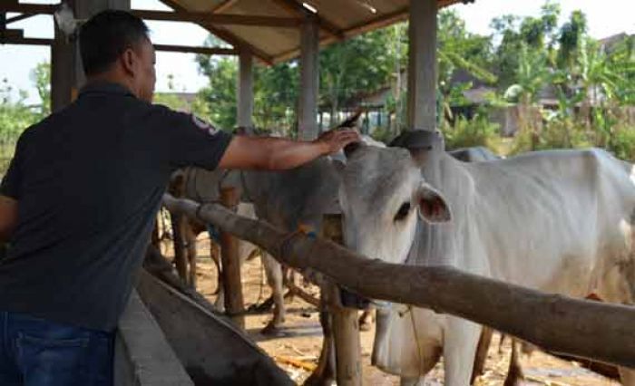 103 Sapi Australia Masuk Bojonegoro, Diangkut dengan 15 Truk