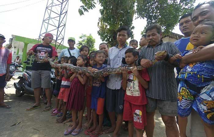 Ular Sanca Kembang Tiga Meter Ditangkap Anak SMP