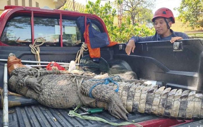 Resahkan Warga, Buaya Muara Sepanjang 3 Meter Dievakuasi BPBD Sidoarjo Resahkan Warga, Buaya Muara Sepanjang 3 Meter Dievakuasi BPBD Sidoarjo