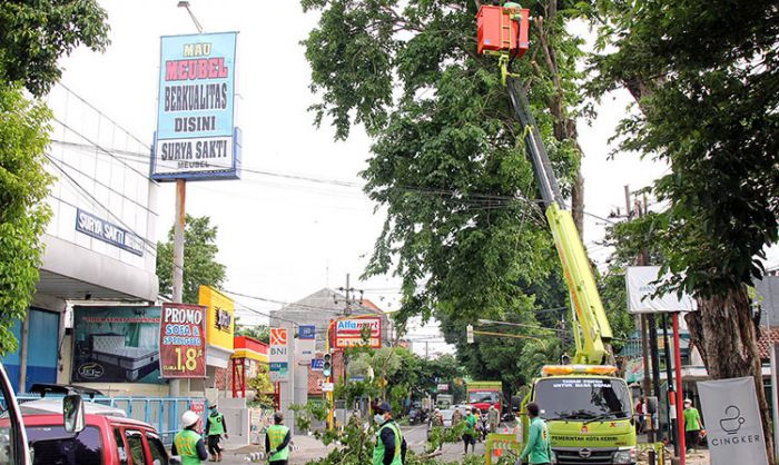 Tak Hanya Dipangkas, ​Begini Cara Pemkot Kediri Merawat Pepohonan di Pinggir Jalan