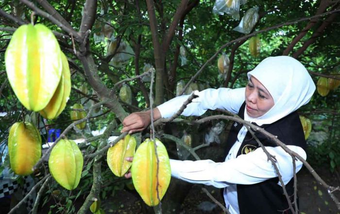 Gubernur Khofifah Sebut Agrowisata Karangsari di Kota Blitar Jadi Destinasi Wisata Andalan Gubernur Khofifah Sebut Agrowisata Karangsari di Kota Blitar Jadi Destinasi Wisata Andalan