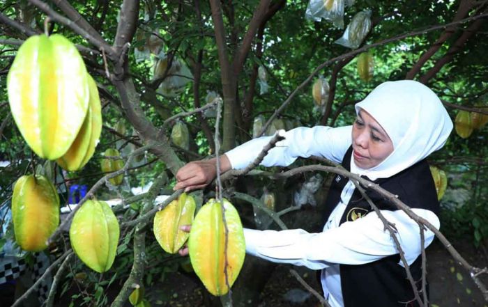 Gubernur Khofifah Sebut Agrowisata Karangsari di Kota Blitar Jadi Destinasi Wisata Andalan