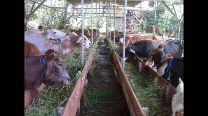 Panglima TNI Setujui Penyediaan Lahan Penggemukan Sapi di Jatim Panglima TNI Setujui Penyediaan Lahan Penggemukan Sapi di Jatim