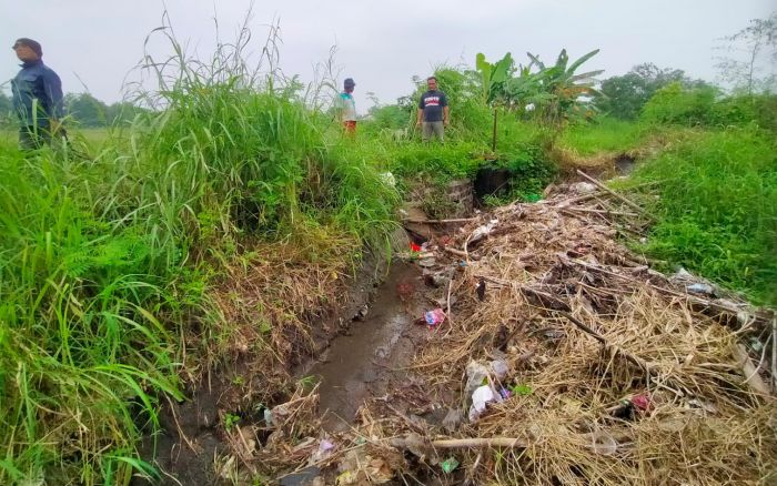 Musim Hujan, Petani Lumpangbolong Pasuruan Malah Kesulitan Air Musim Hujan, Petani Lumpangbolong Pasuruan Malah Kesulitan Air