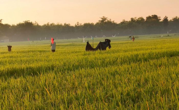 Tanaman Padi di Sampang Diserang Hama Burung Pipit, Petani Berharap Ada Solusi Tanaman Padi di Sampang Diserang Hama Burung Pipit, Petani Berharap Ada Solusi