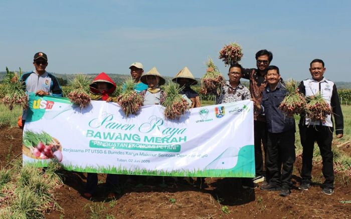 Kolaborasi PT UTSG dan BUMDes Karanglo Sukses Panen 4 Ton Bawang Merah Senilai Rp120 Juta