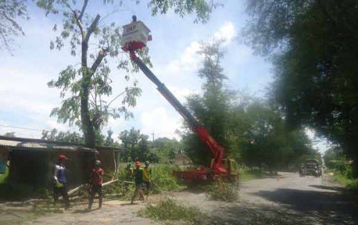 Rawan Tumbang, DKP Bojonegoro Kepras Pohon Besar di Pinggir Jalan