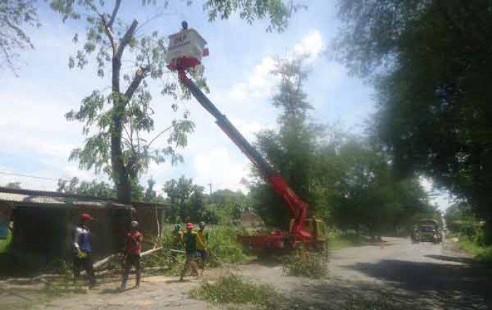 Rawan Tumbang, DKP Bojonegoro Kepras Pohon Besar di Pinggir Jalan Rawan Tumbang, DKP Bojonegoro Kepras Pohon Besar di Pinggir Jalan