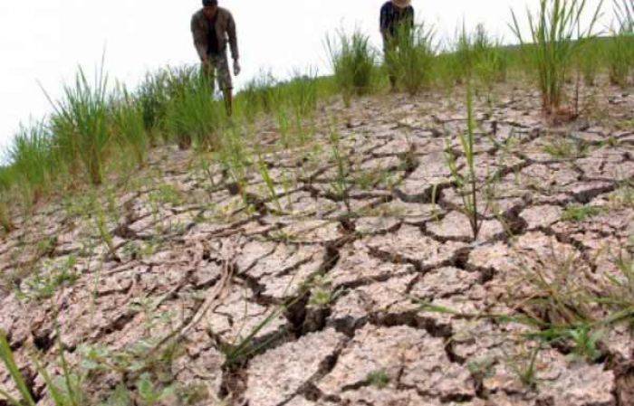 9 Kecamatan di Sampang Kekeringan, Ratusan Hektar Sawah Gagal Panen 9 Kecamatan di Sampang Kekeringan, Ratusan Hektar Sawah Gagal Panen