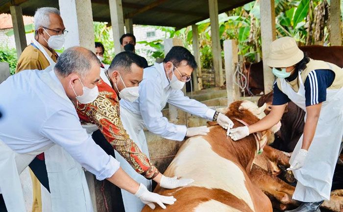 Pastikan Penanganan PMK Terkendali, Mentan Tinjau Peternakan di Gresik Pastikan Penanganan PMK Terkendali, Mentan Tinjau Peternakan di Gresik