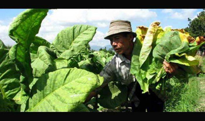RI Impor Ratusan Ribu Ton Tembakau RI Impor Ratusan Ribu Ton Tembakau
