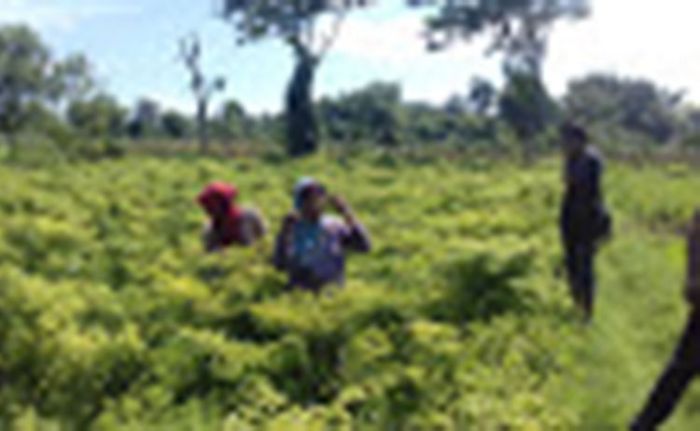 Harga Cabe Rawit Turun Drastis, Petani Probolinggo Mengeluh Harga Cabe Rawit Turun Drastis, Petani Probolinggo Mengeluh