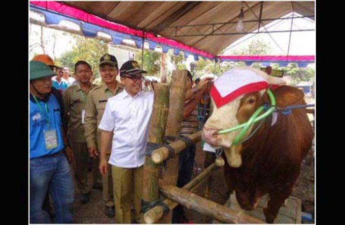 Populasi Sapi Meningkat, Neraca Daging Sapi Banyuwangi Alami Surplus Populasi Sapi Meningkat, Neraca Daging Sapi Banyuwangi Alami Surplus