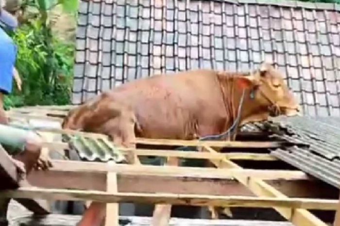 Haduh! Sapi Milik Warga Pacitan ‘Nyangkut’ di Atap Rumah