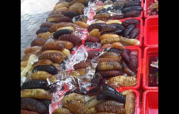 Teripang Surabaya Diminati Negara Lain Teripang Surabaya Diminati Negara Lain