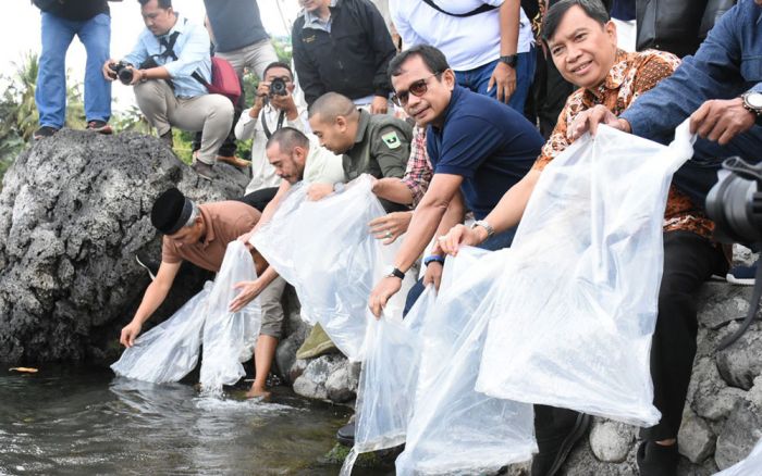 Semen Padang Lepas 7.000 Ekor Ikan Bilih di Danau Singkarak Semen Padang Lepas 7.000 Ekor Ikan Bilih di Danau Singkarak