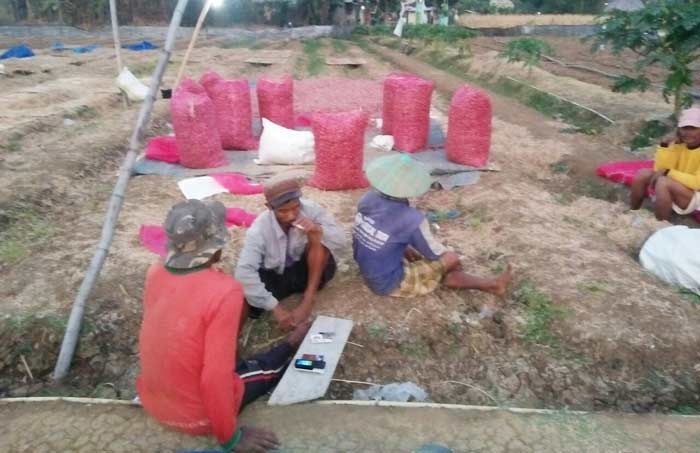 Kemarau, Petani Kerek Pilih Tanam Bawang Merah