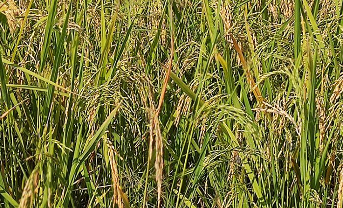 Dinas Pertanian Kediri Akui Ada Serangan WBC di Lahan Petani Kecamatan Mojo Dinas Pertanian Kediri Akui Ada Serangan WBC di Lahan Petani Kecamatan Mojo